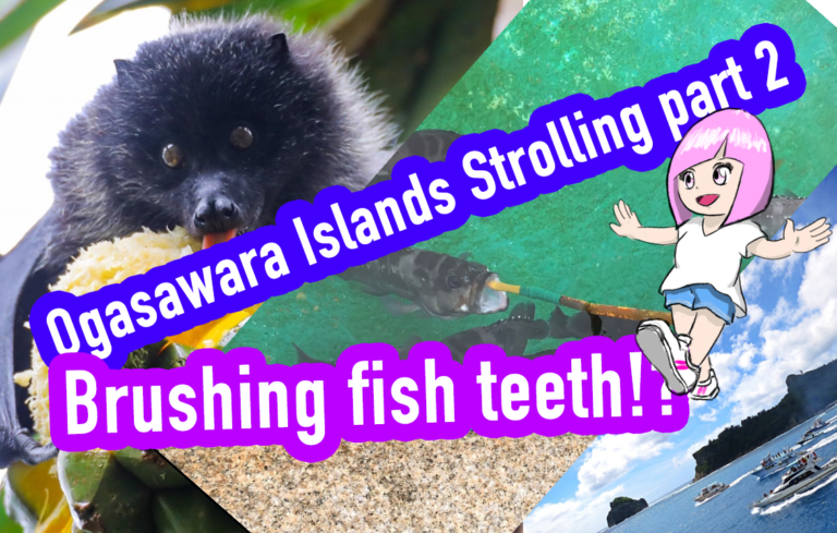 ogasawara stroll2